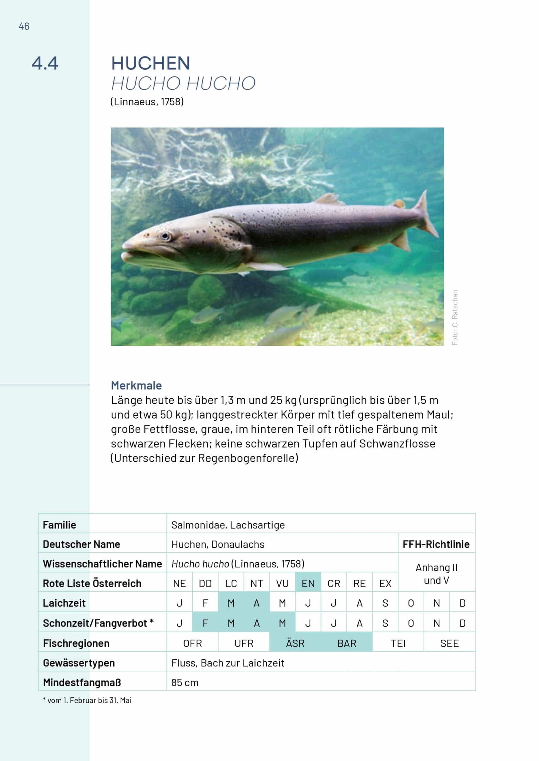 Buch Neunaugen, Fische, Flusskrebse und Großmuscheln in Salzburg