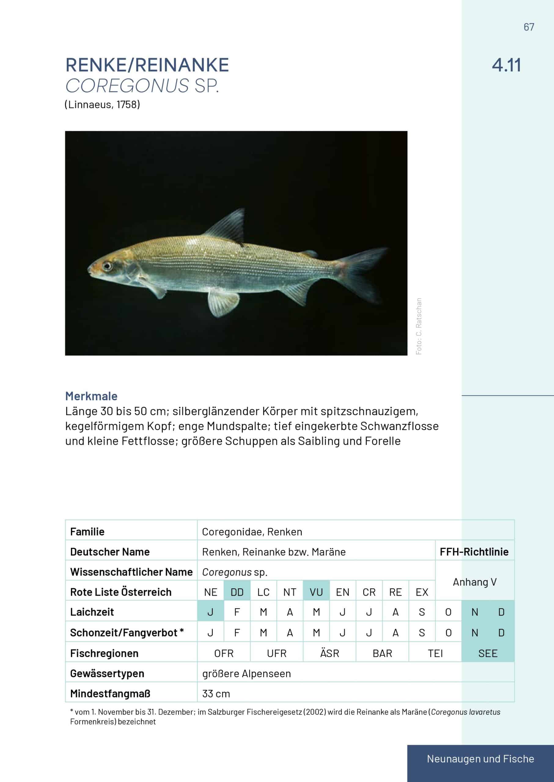 Buch Neunaugen, Fische, Flusskrebse und Großmuscheln in Salzburg