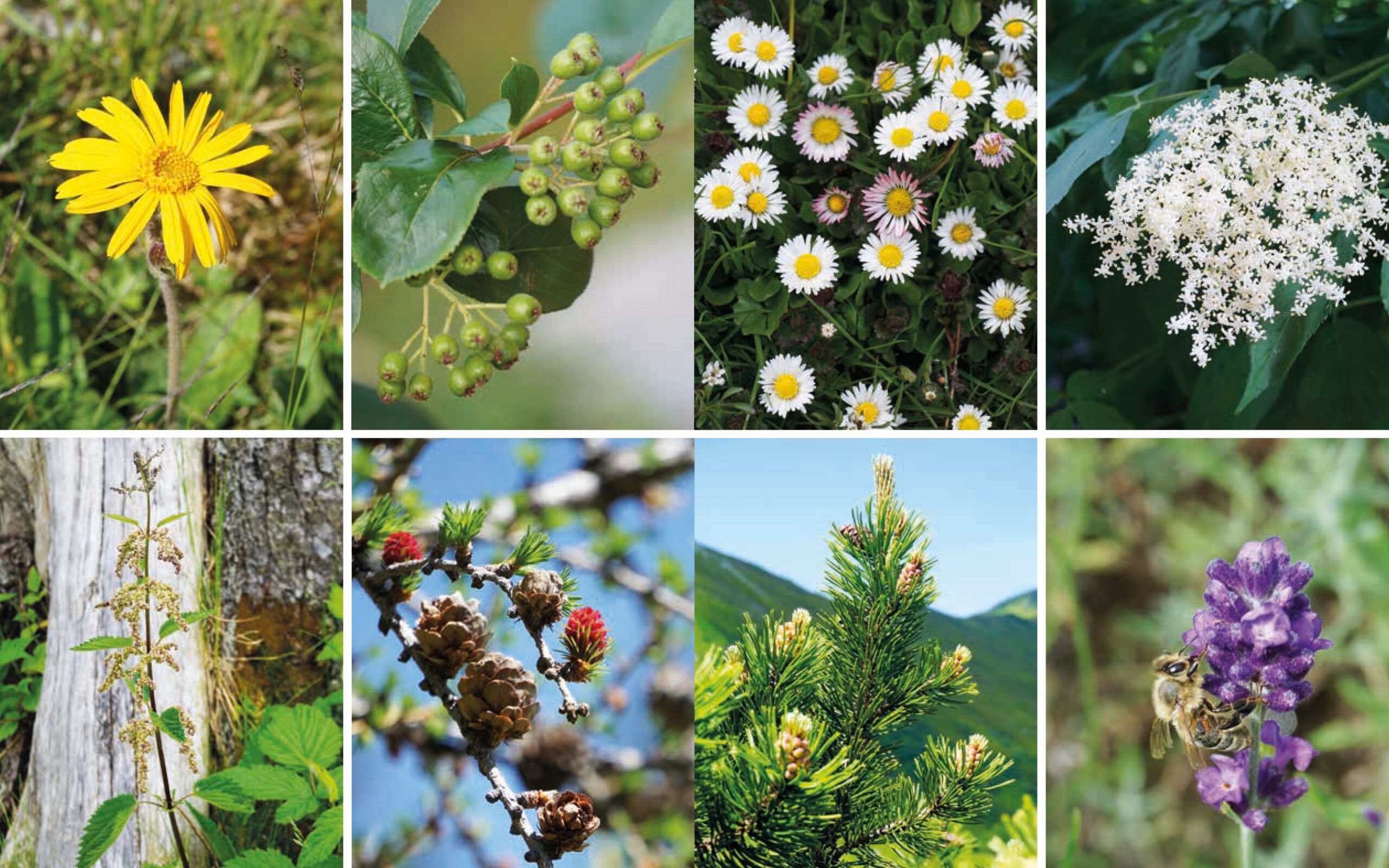 Hardcover Heilkräftiges aus der Natur