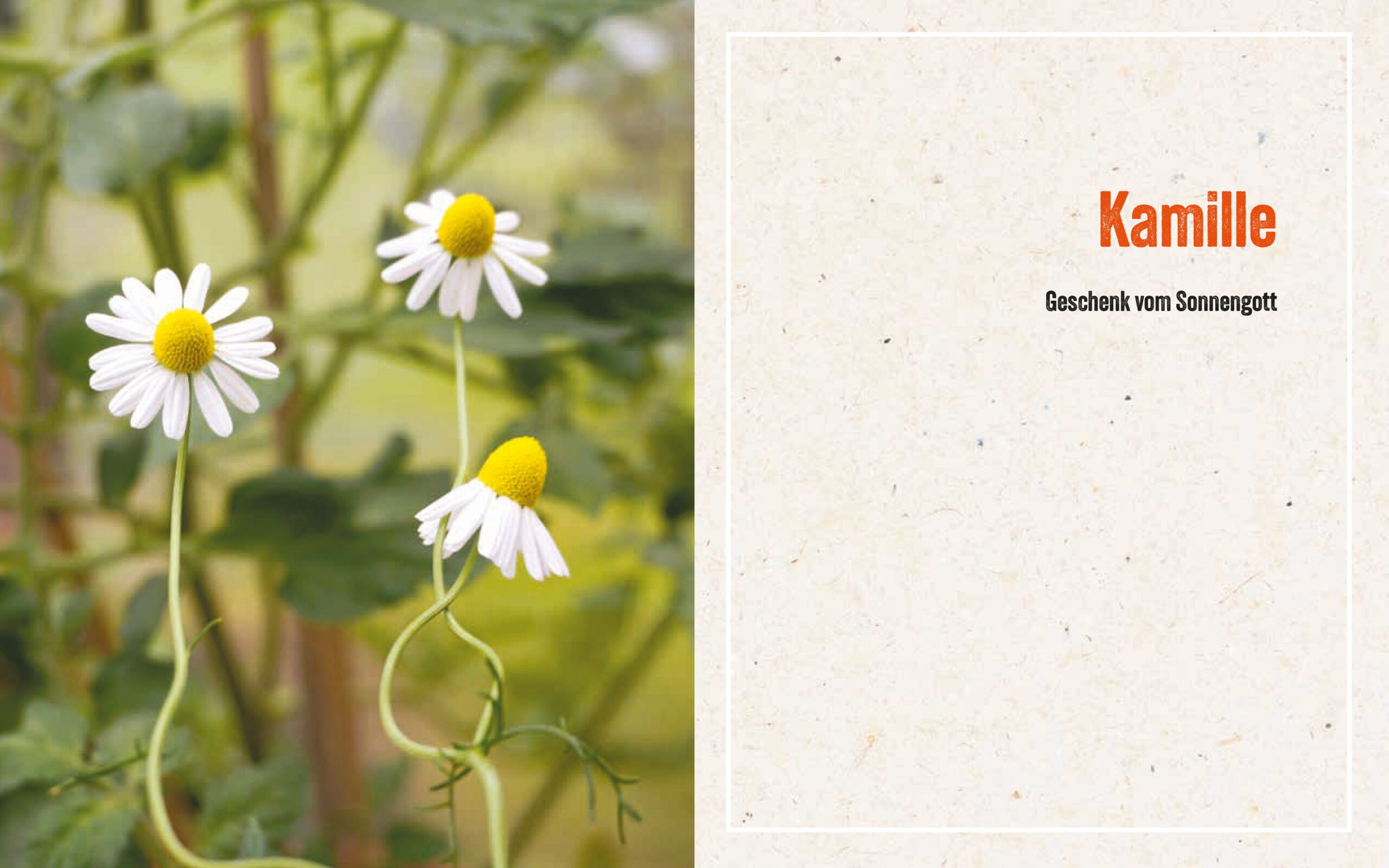 Hardcover Heilkräftiges aus der Natur