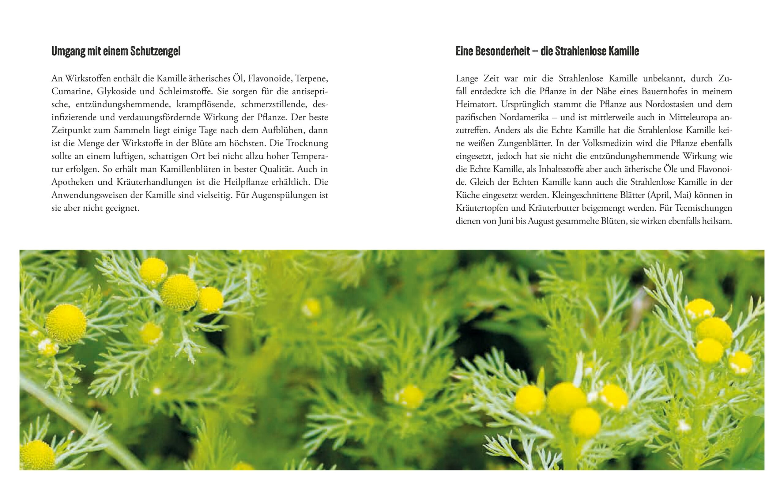 Hardcover Heilkräftiges aus der Natur