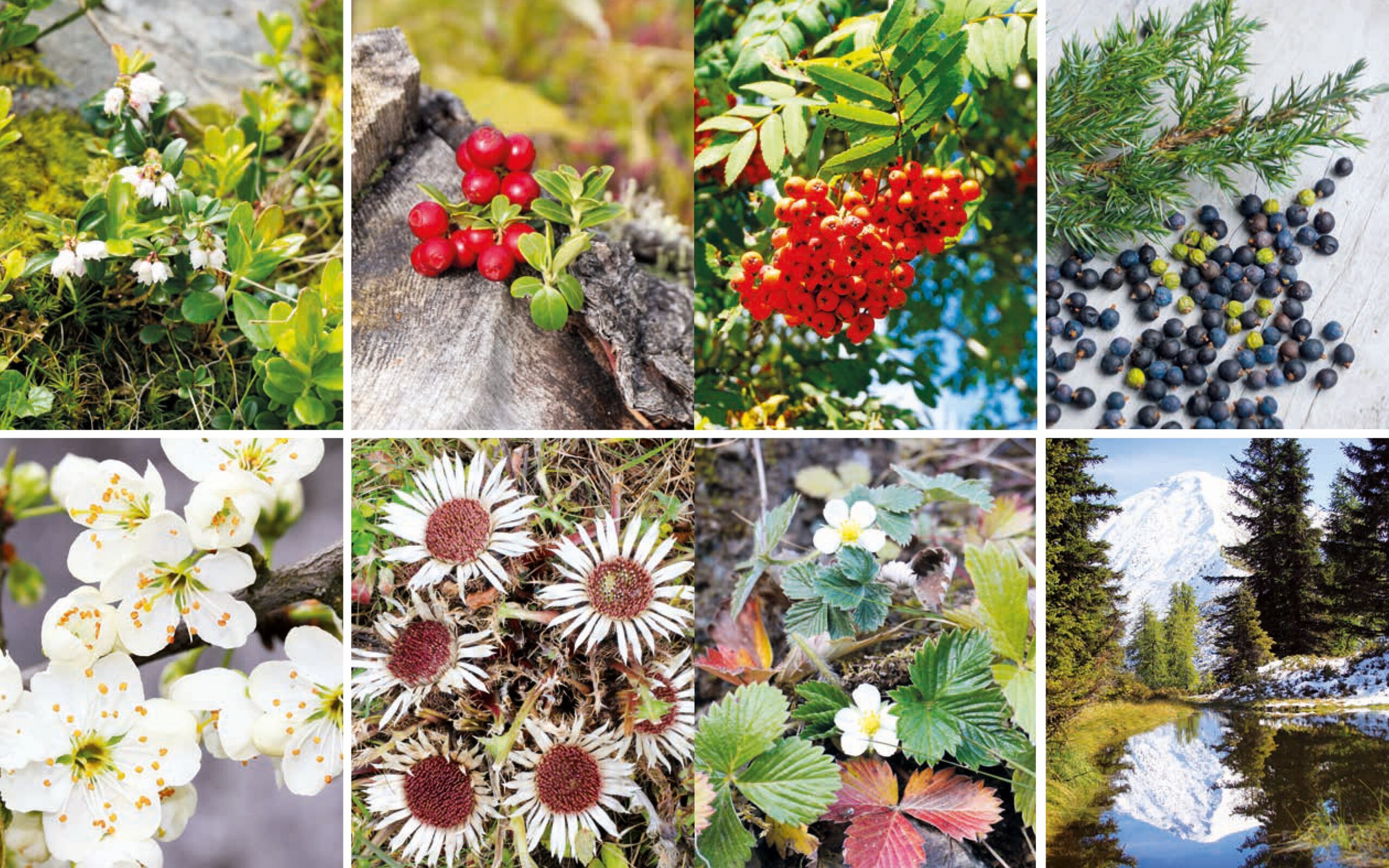 Hardcover Heilkräftiges aus der Natur